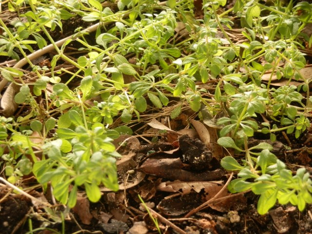 Tick trefoil growing under a bench at school in January