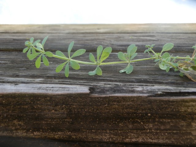 Close-up of tick trefoil stem showing whorled leaves