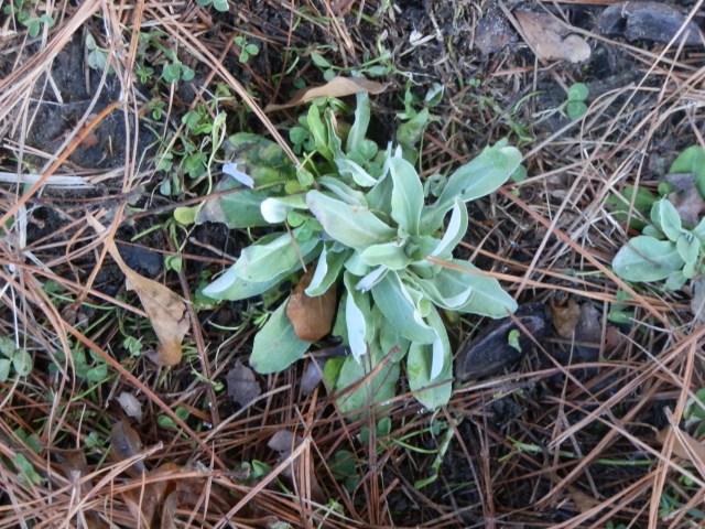 Shiny cudweed on shaded turf in January