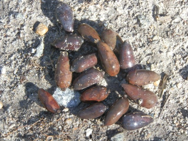 Close-up of the berry-like drupes