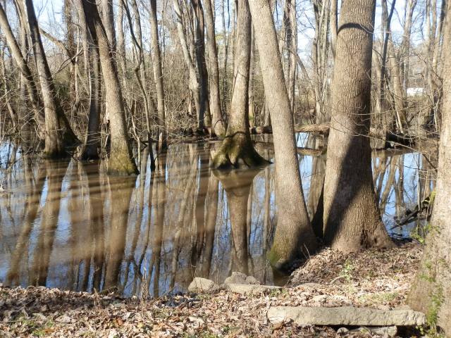 An eastern North Carolina tupelo swamp in late January