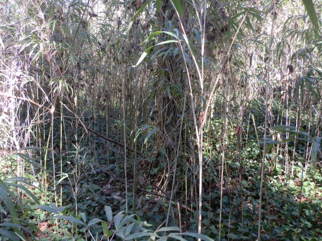 Walking the canebrakes along a tupelo swamp in late January