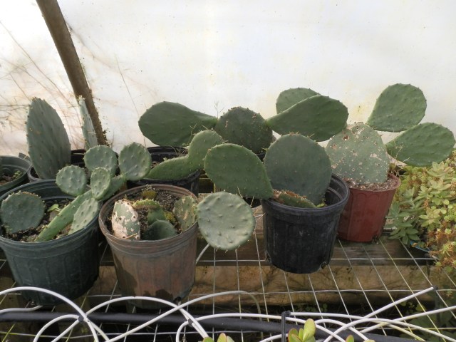 A few prickly pears growing in our propagation house