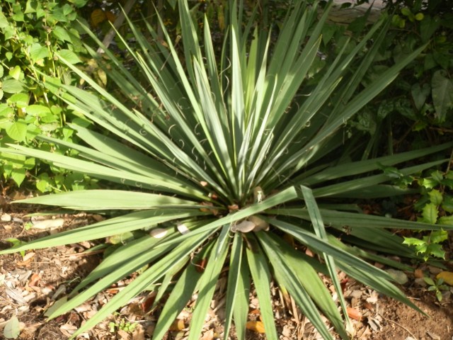 Young yucca in a landscape