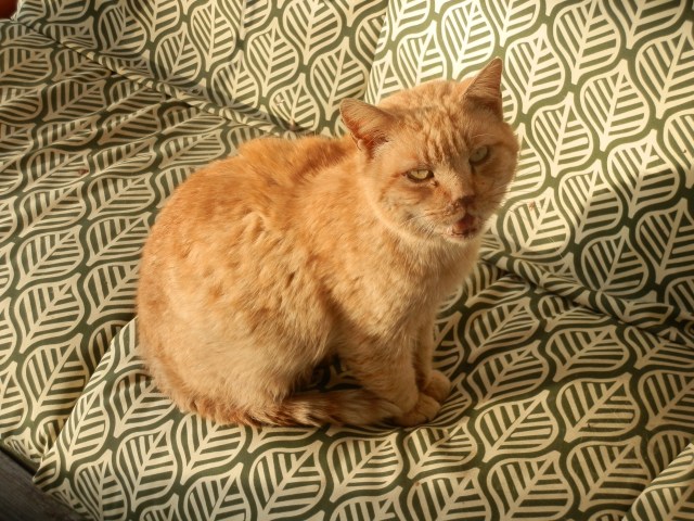 My old yellow cat a little over a week after his presumed demise