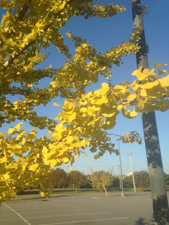 Golden fall foliage