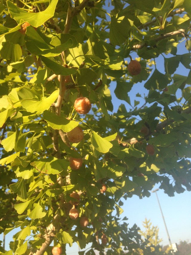 Female ginkgo loaded with fruit