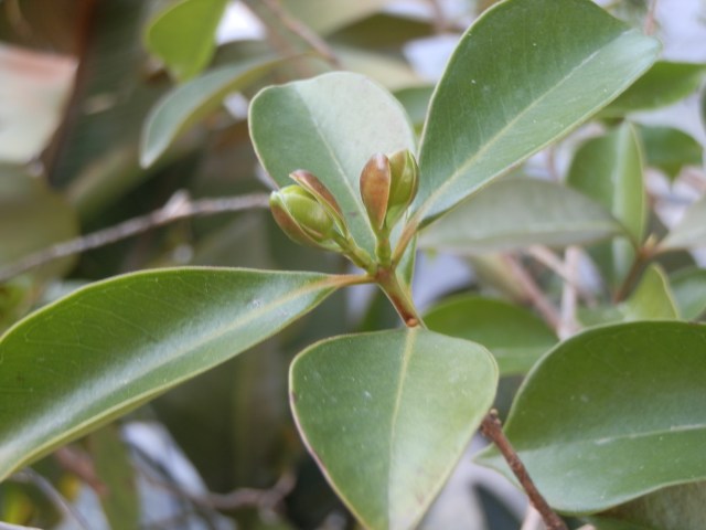 Hopefully flower buds weren't damaged