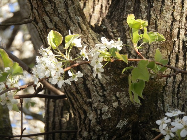Thank the Lord new foliage is starting to emerge and these flowers will soon be gone.
