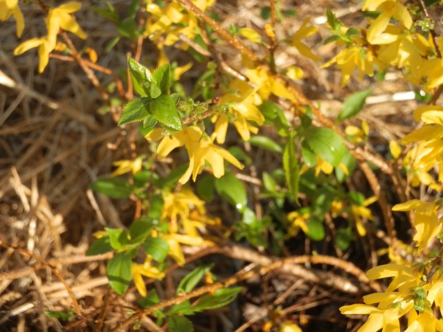 New leaves are beginning to take over.