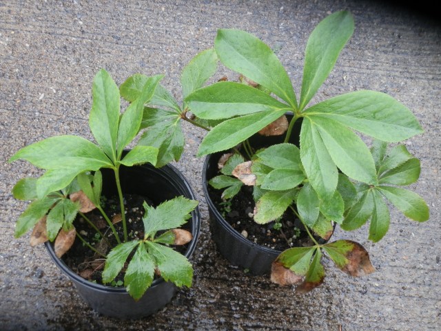 Two yearling Hellebores ready for spring transplanting
