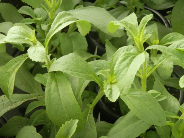Mass of stevia plants at our school greenhouses