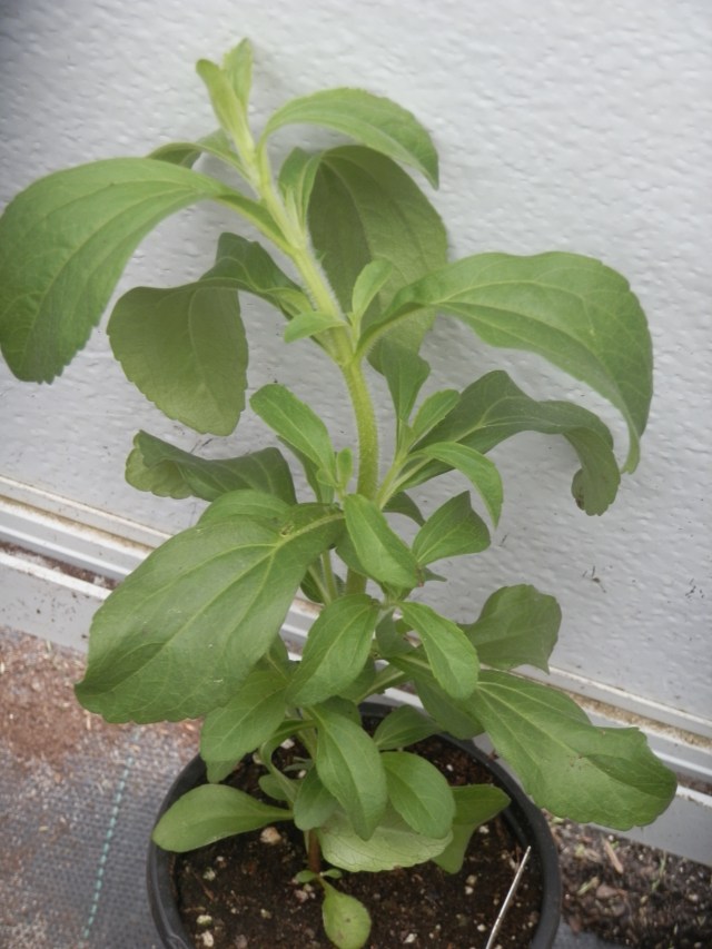 Developing young stevia plant