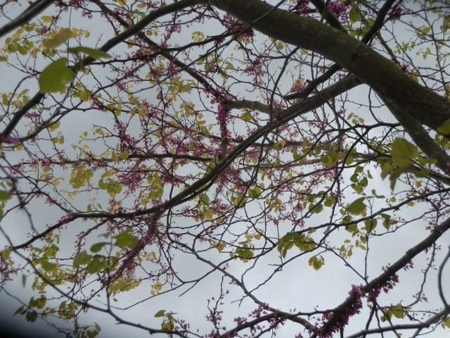 New redbus foiagle beginning to emerge through disappearing bloosoms