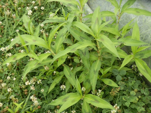 Patch of smartweed within a stand of white clover