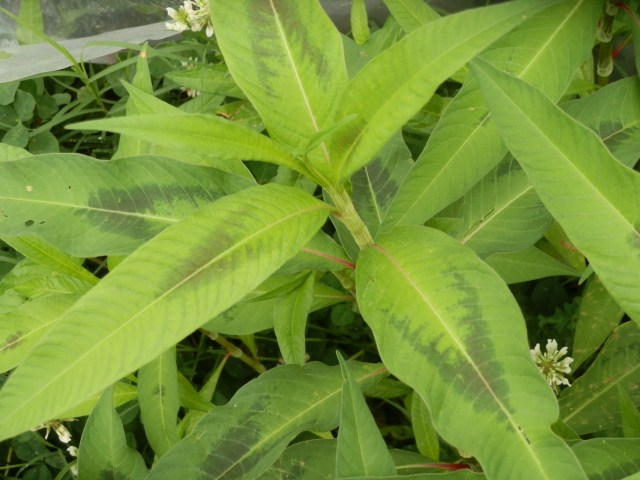 close-up view of Pennsylvania smartweed