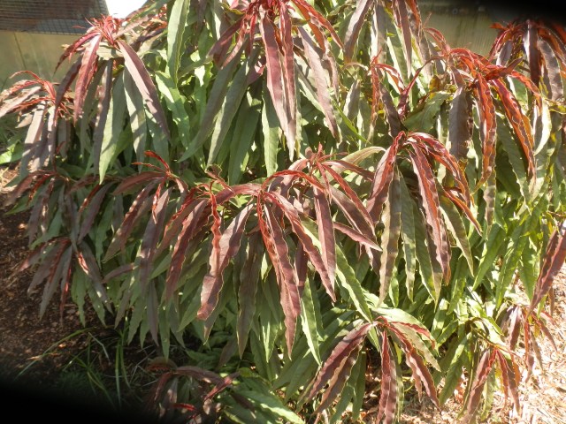 Ornamental peach seedling thriving in a very dry location