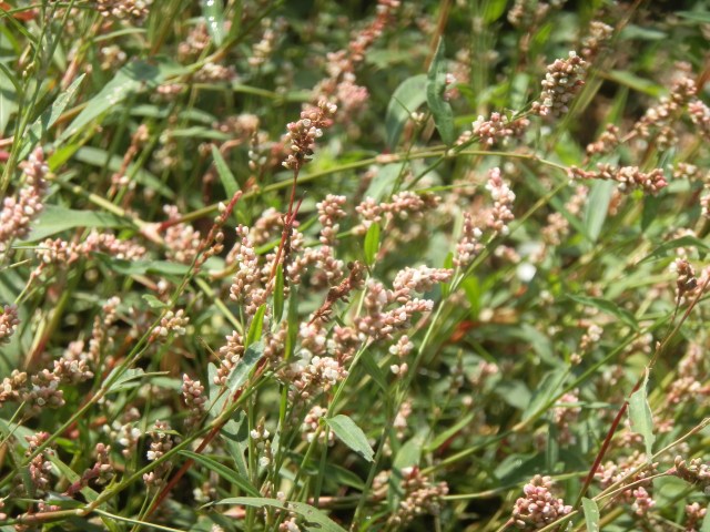 A thick stand of smartweed in flower