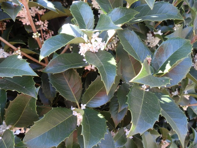 close-up of Osmanthus flowers