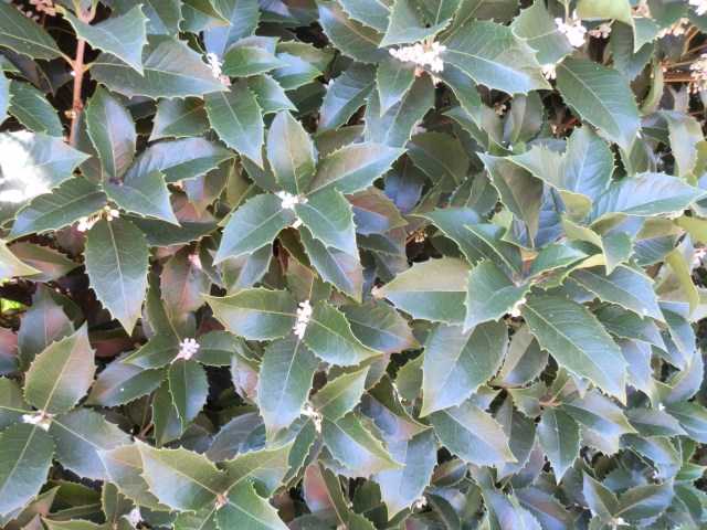 close-up of Osmanthus foliage