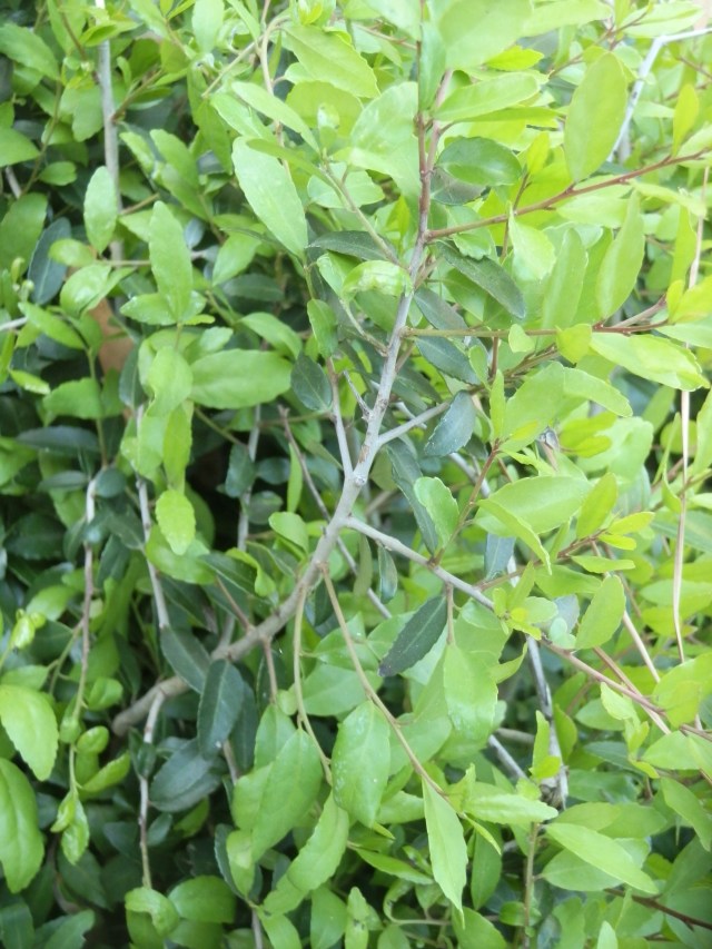 yaupon holly shrub that has been butchered several times