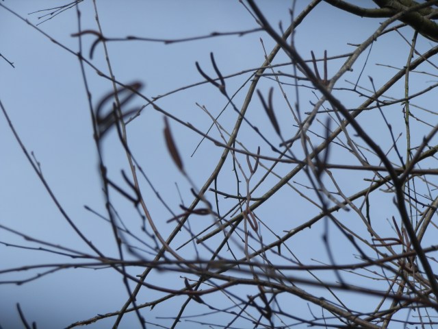 river birch male catkins in winter