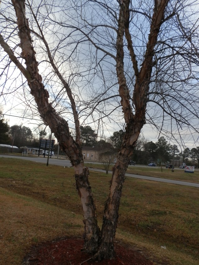 Healthy young river birch in winter
