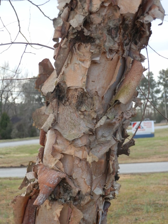 flaky river birch bark