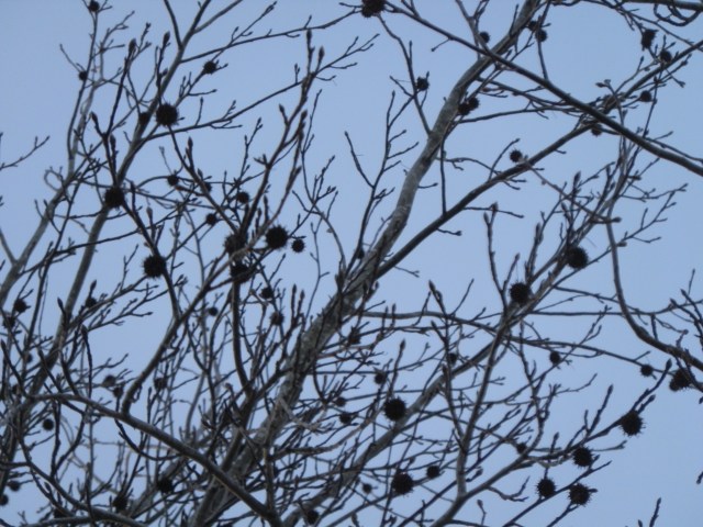 Even on the last day of February more prickly fruits still reside in the trees