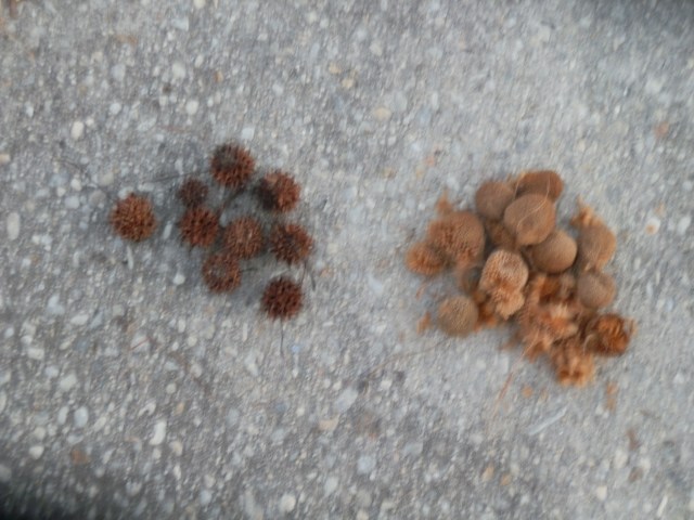 Sweetgum and sycamore fruits on the side of the road