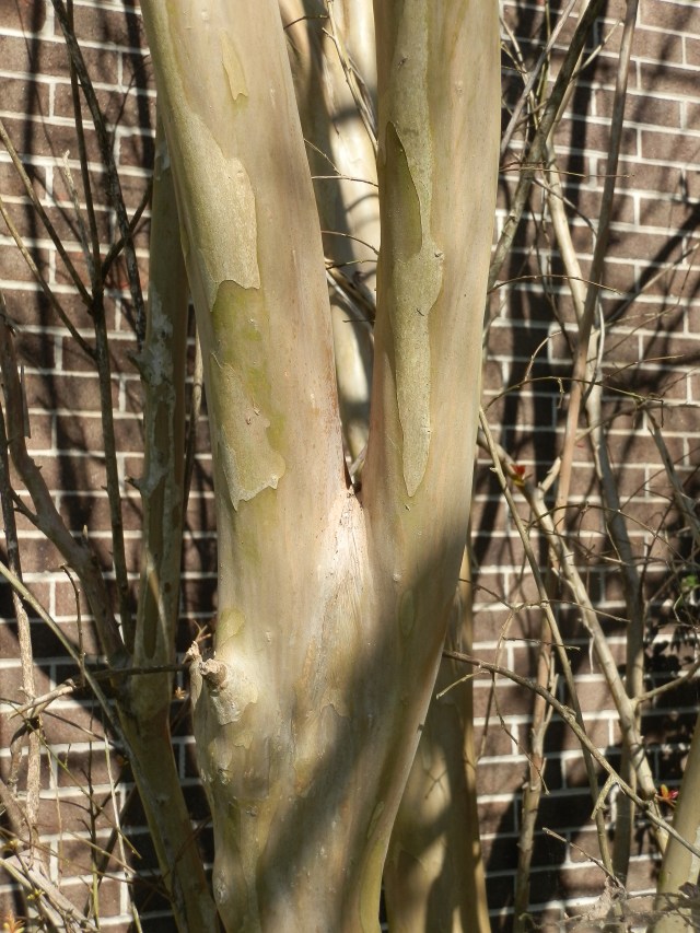 this picture shows a weak narrow branching angle.