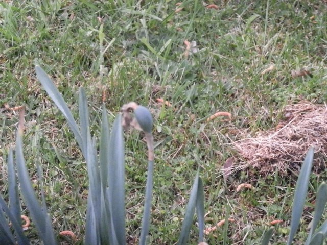 Lilac seed pods need to be removed.