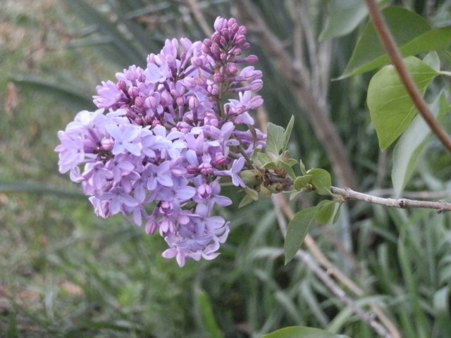 My old purple lilac is still hanging in there.