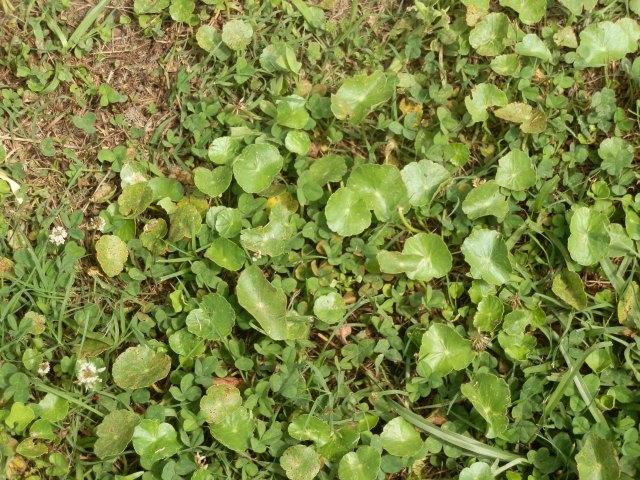 Marsh pennywort emerging in a poorly maintained scalped lawn
