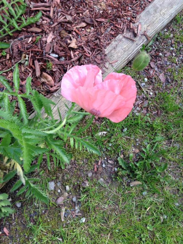 My sister-in-Law's favorite flower