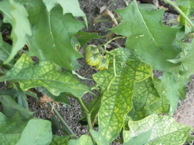 Cluster of horse nettle fruits