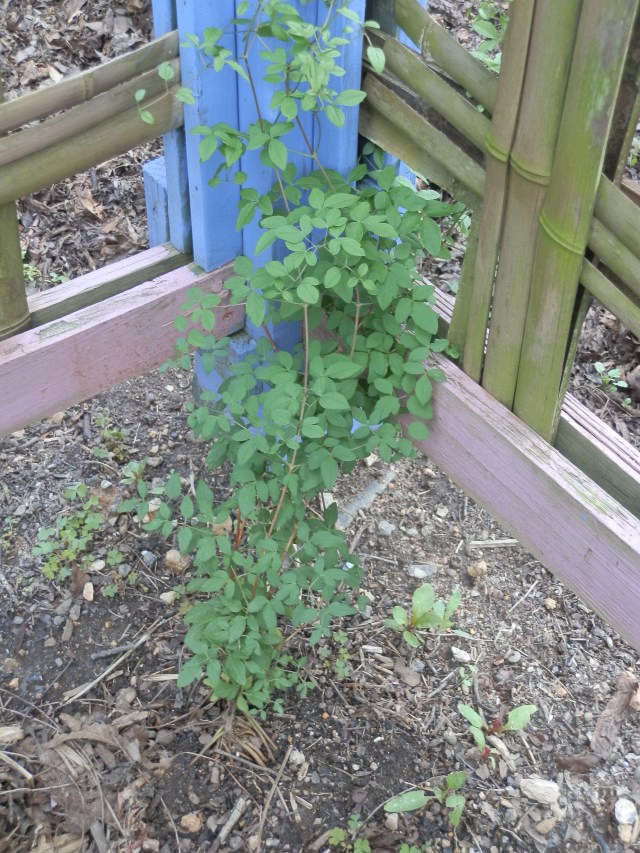 Clematis foliage early in the season