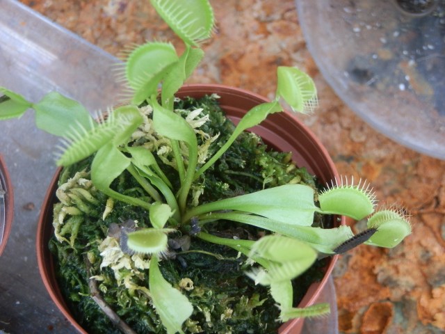 Venus flytraps are fun to grow but easy to kill