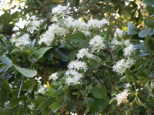 Fall Clematis vine climbing a water oak tree on the edge of my property