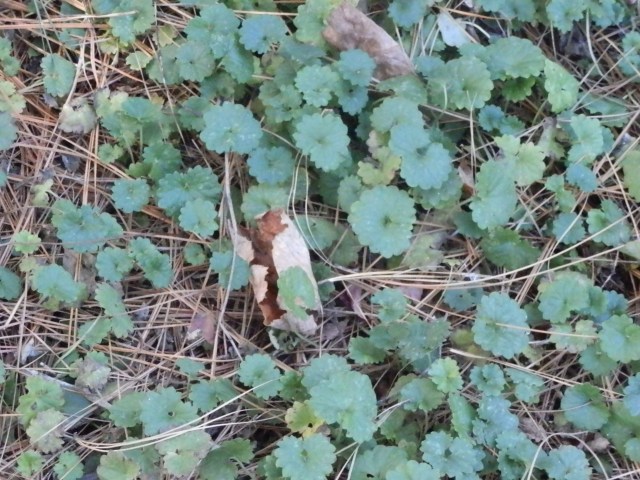 Ground ivy forms thick mats