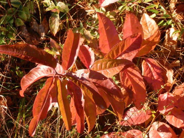 sourwood seedling showing brilliant color