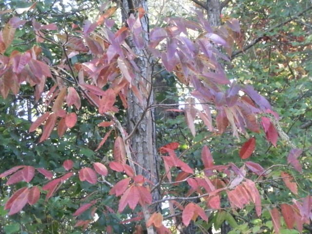 sourwood foliage standing out against the rest