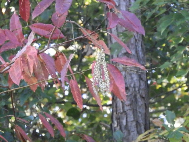 Sourwood foliage showing this year's blossoms still hanging on