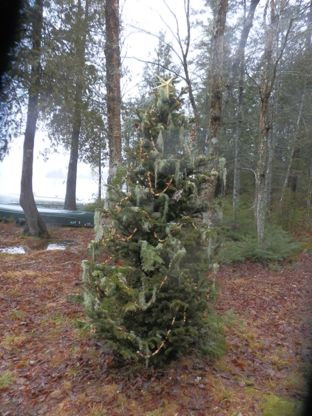 Our 2015 Balsam Fir Wilderness Christmas Tree