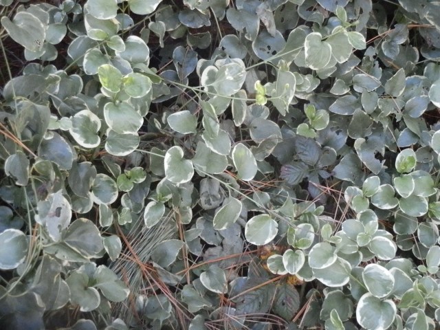 The variegated type goes everywhere too.