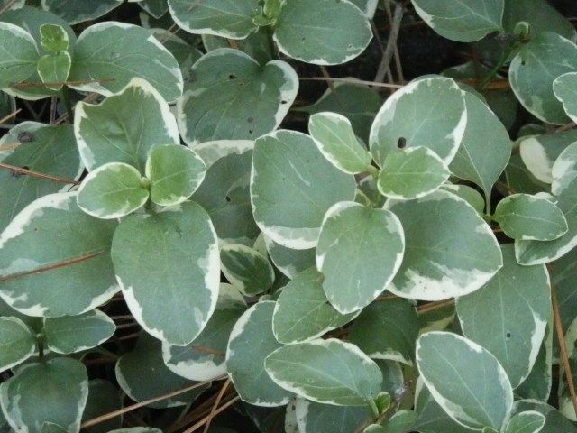 The variegated version
