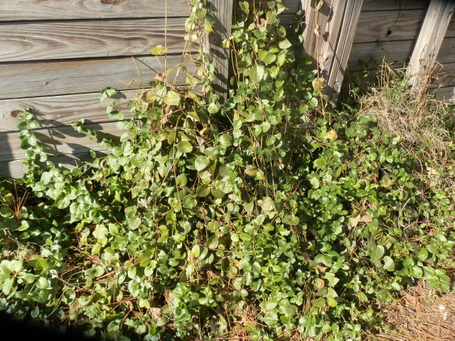 Vinca major likes to climb