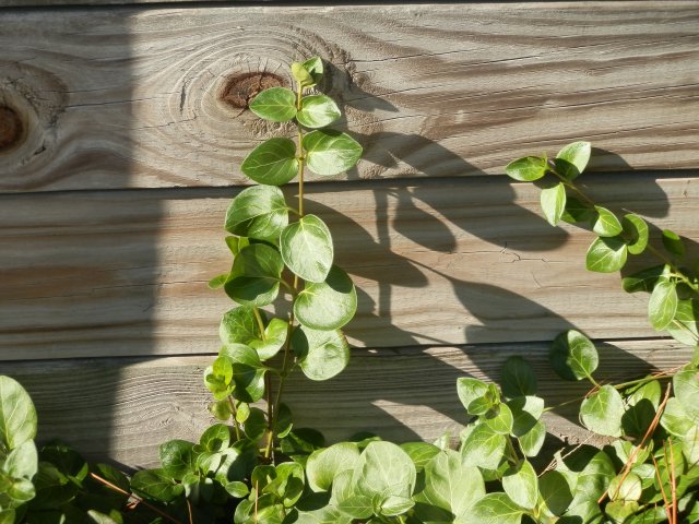 Big leaf periwinkle close up