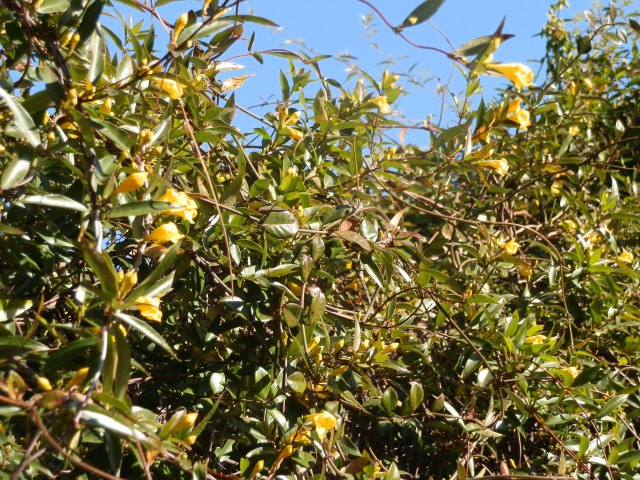 Carolina jessamine doesn't require an extensive trellis