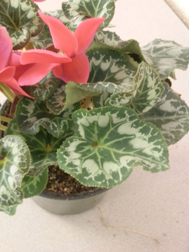 This little cyclamen may look cheerful, but it signifies that all good things must come to an end.
